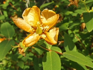 a yellow flower, dried on the bush